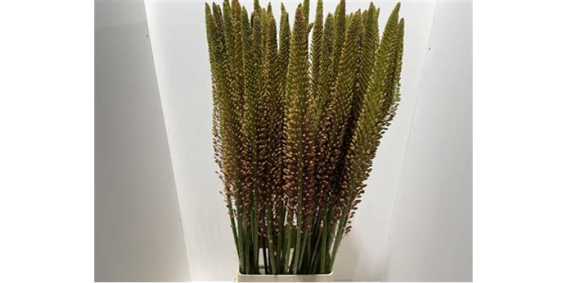 Eremurus Cleopatra 125cm A1 Col-Orange