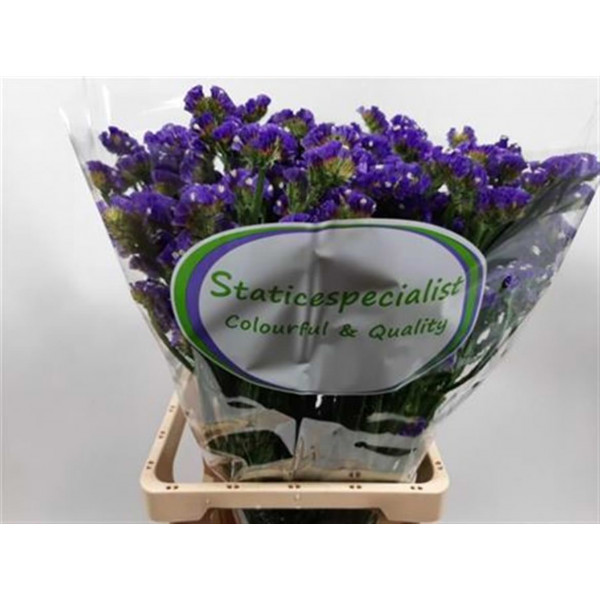 Limonium S Velvet Wings 70cm A1 Col-Blue