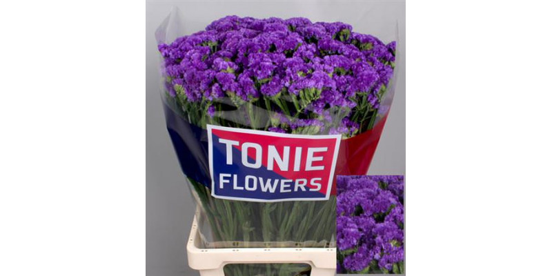 Limonium S Velvet Wings 80cm A1