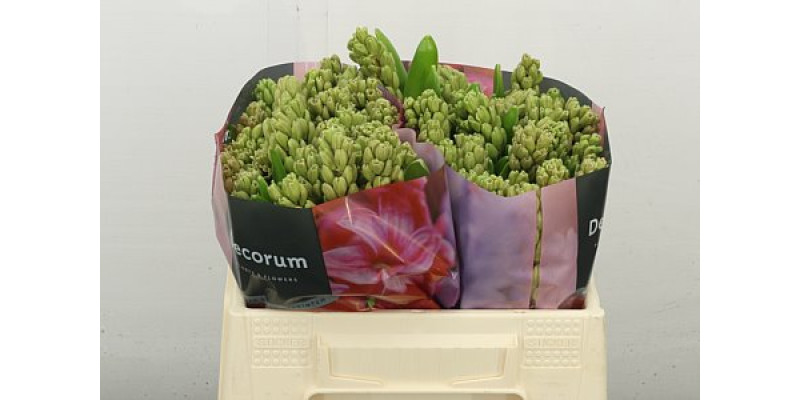 Hyacynthus Fondant 30 cm A1