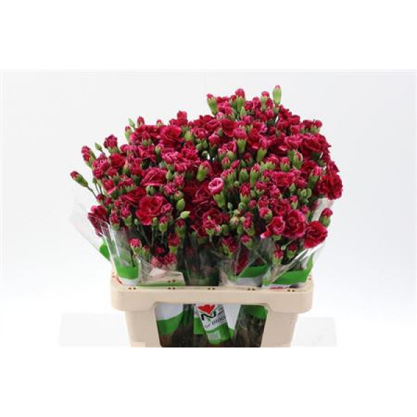 Dianthus Tr Royal Tessino 65cm A1 Col-Burgundy