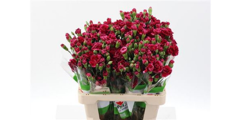 Dianthus Tr Royal Tessino 65cm A1 Col-Burgundy