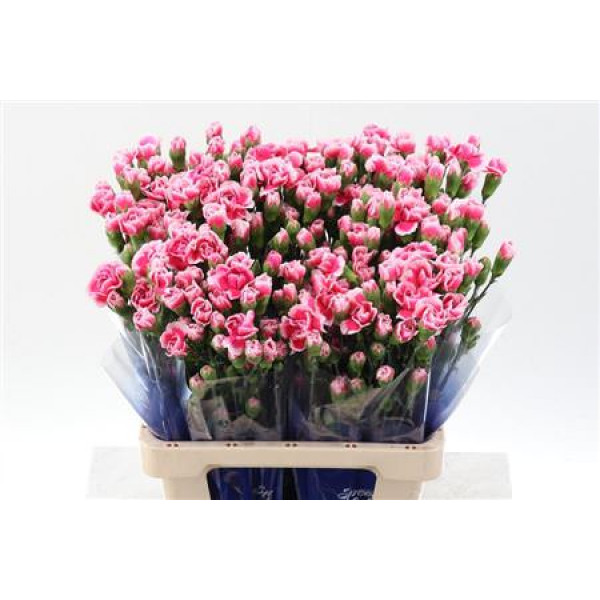 Dianthus Tr Cherry Tessino Select Hi 65cm A1 Col-Pink