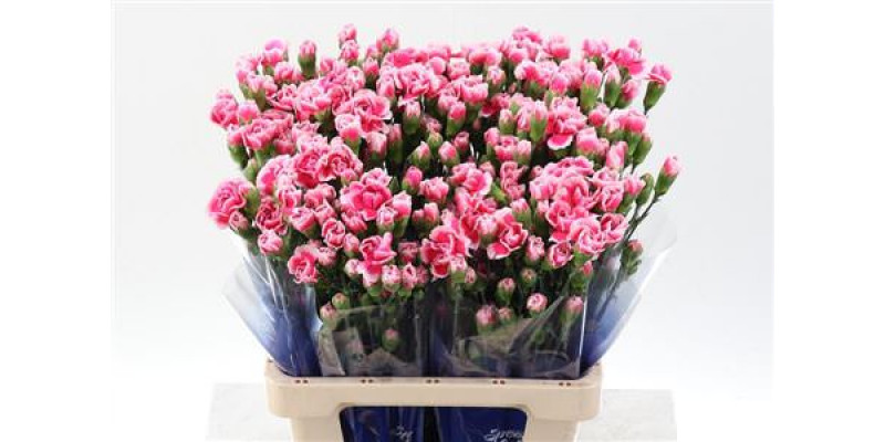 Dianthus Tr Cherry Tessino Select Hi 65cm A1 Col-Pink