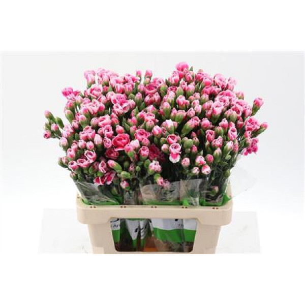 Dianthus Tr Cosmo Cherry Select X5 65cm A1 Col-Pink