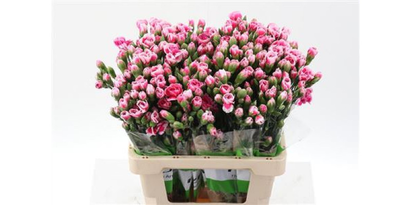 Dianthus Tr Cosmo Cherry Select X5 65cm A1 Col-Pink