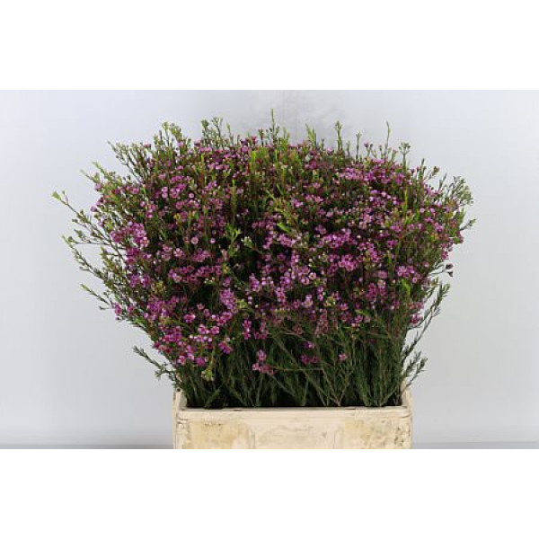 Chame Purple Prid 70 cm A1