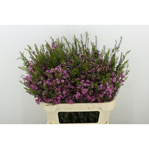 Chame Purple Prid 80 cm A1