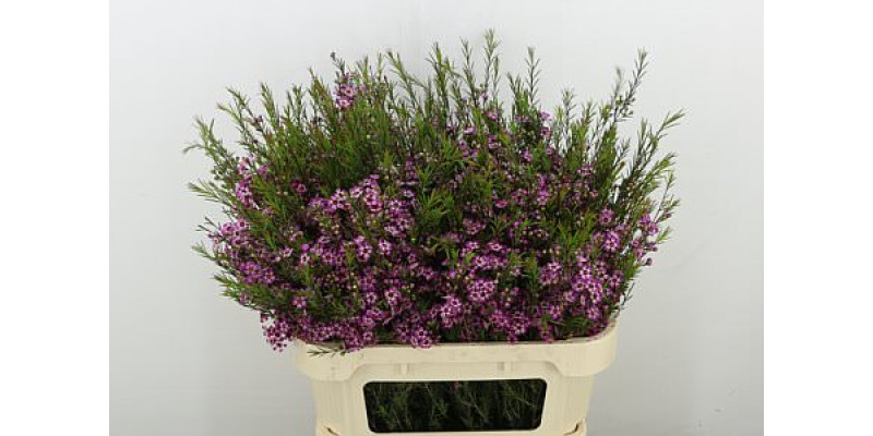 Chame Purple Prid 80 cm A1