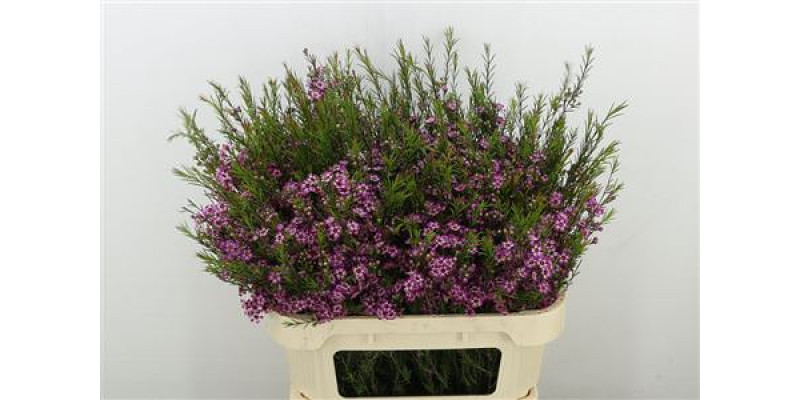 Chame Purple Prid 80 cm A1