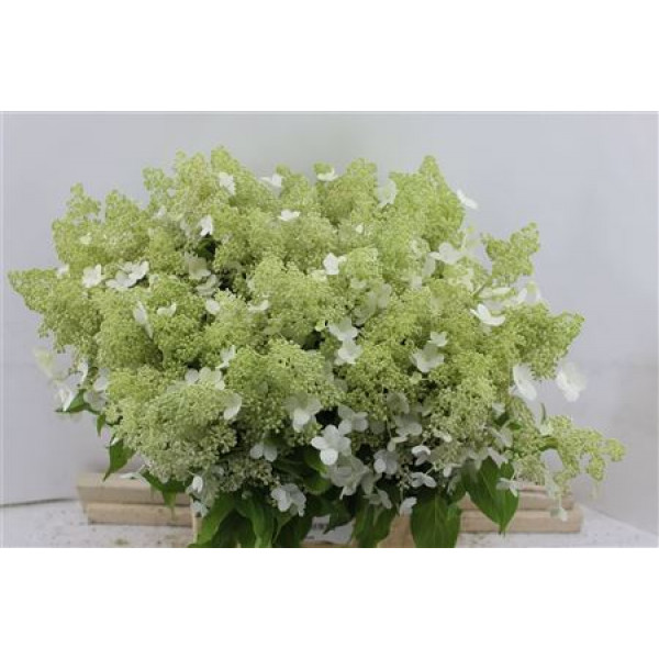 Hydrangea Pa Kyushu 50-11 50cmcm A1