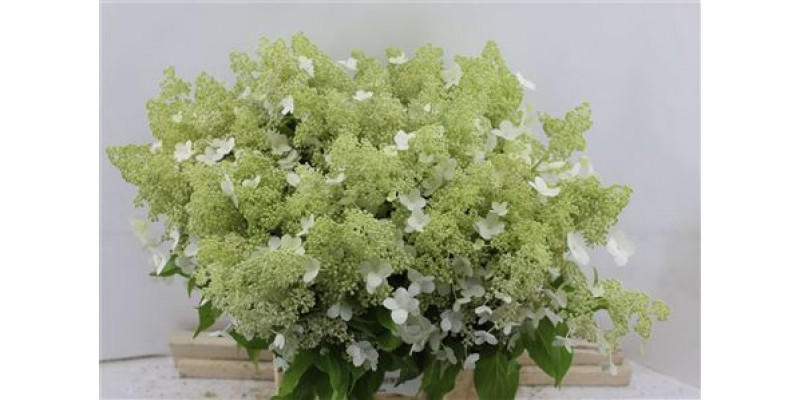 Hydrangea Pa Kyushu 50-11 50cmcm A1