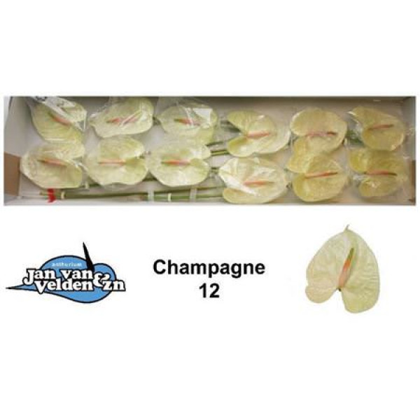 Anthurium Champagne X12 12cm 12 Col-Cream