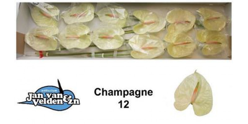 Anthurium Champagne X12 12cm 12 Col-Cream