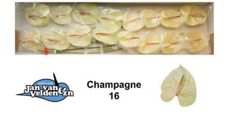 Anthurium Champagne X16 16cm 16 Col-Cream