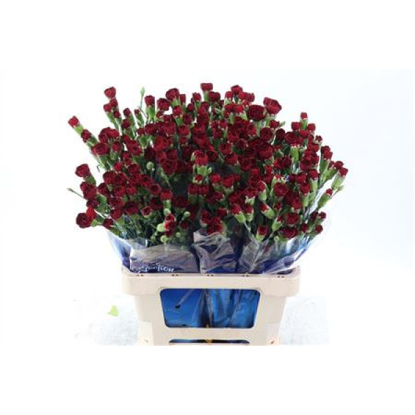 Dianthus Tr Chateau 65cm A1 Col-Red