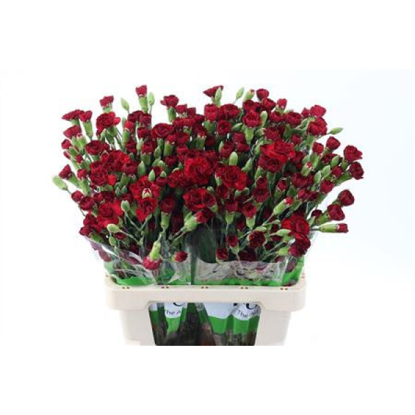 Dianthus Tr Chateau 65cm A1