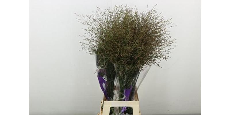 Siergr Panic Vi Warrior 90 cm A1