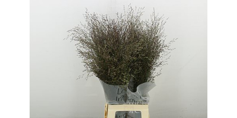 Siergr Panicum Warrior 80 cm A1