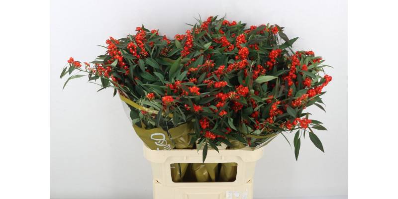 Euphorbia F T Red Surpris A1 Col-Red