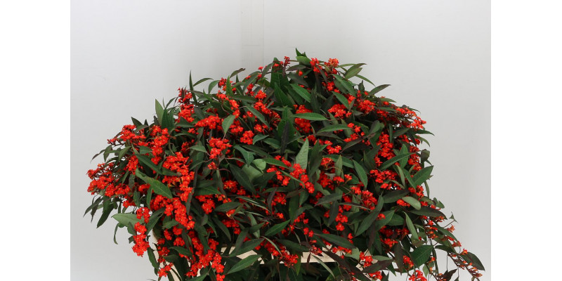 Euphorbia F T Red Surpris 80cm A1 Col-Red