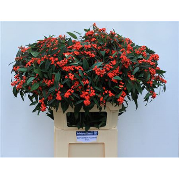 Euphorbia F T Red Surpris 80cm A1