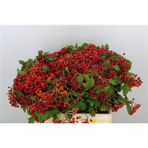 Viburnum Op Compactum 6+ 60cm A1