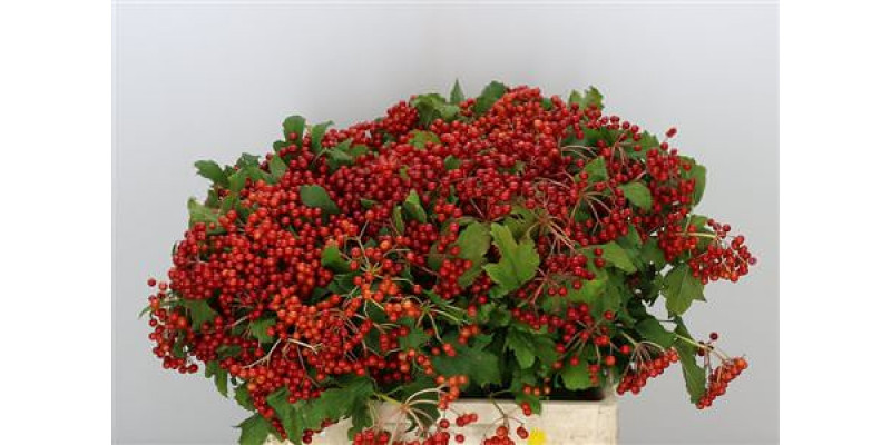 Viburnum Op Compactum 6+ 60cm A1