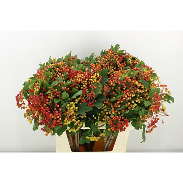 Viburnum Op Compactum 6+ 80cm A1