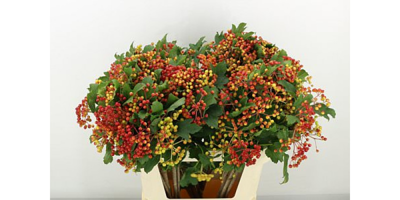 Viburnum Op Compactum 6+ 80cm A1