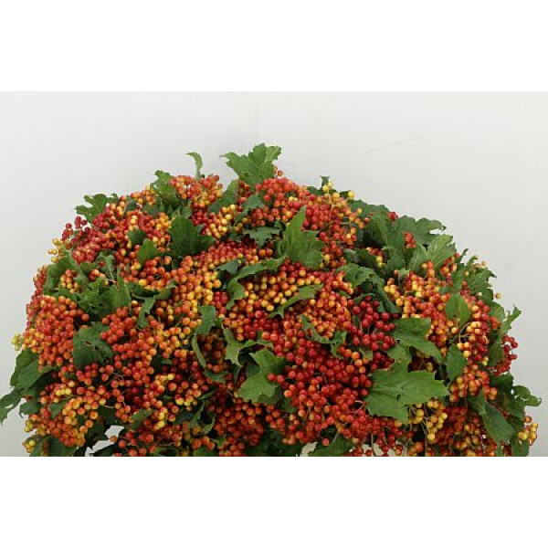 Viburnum Op Compactum 60cm A1