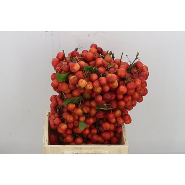 Malus Red Sentinel 50cm A1