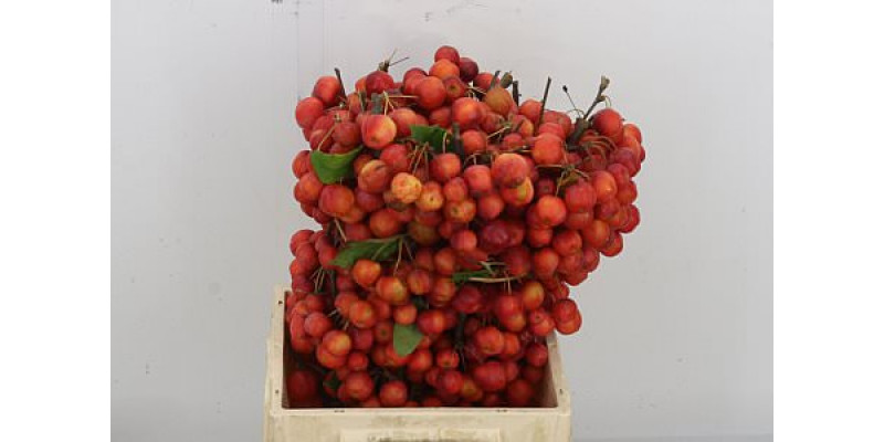 Malus Red Sentinel 50cm A1