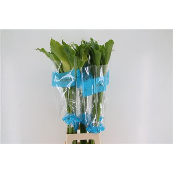 Zanthedeschias (Calla Lilly) Ae Green Goddes 100cm A1