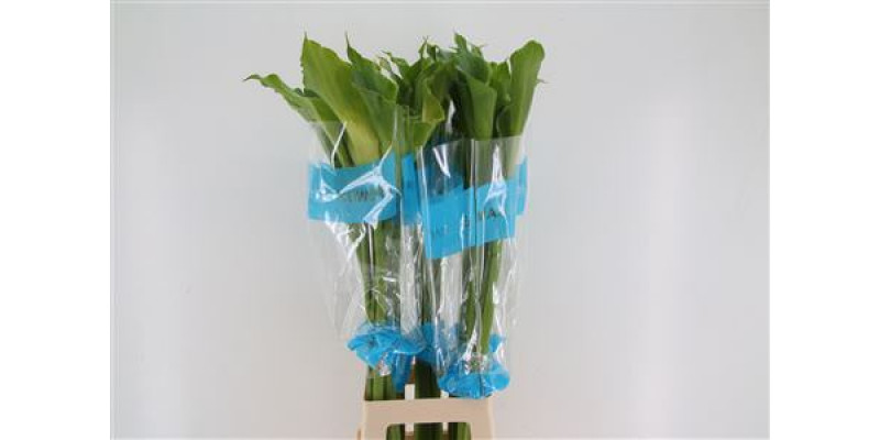 Zanthedeschias (Calla Lilly) Ae Green Goddes 100cm A1