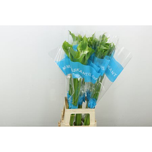 Zanthedeschias Calla Lilly Ae Green Goddes 90 cm A1