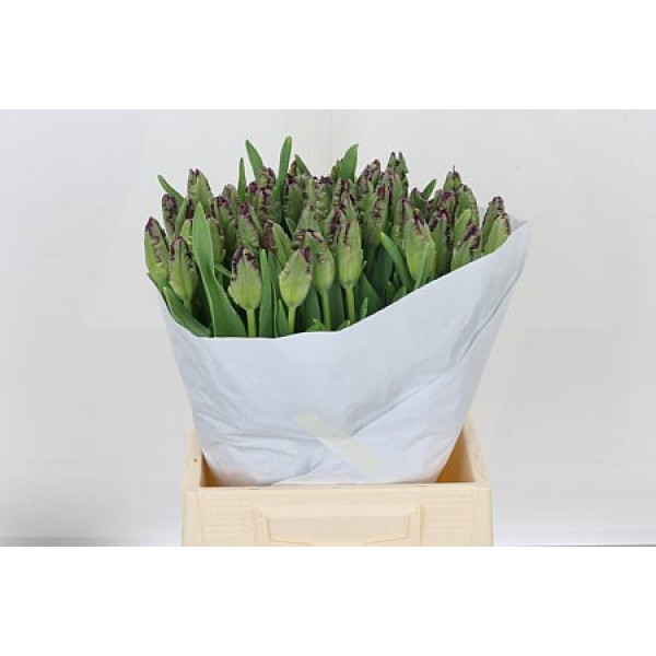 Tulips Pa Black Parrot 42cm A1