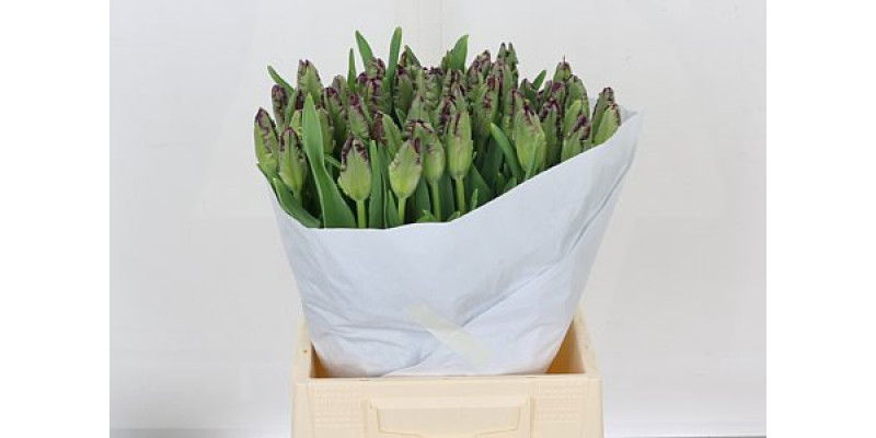 Tulips Pa Black Parrot 42cm A1