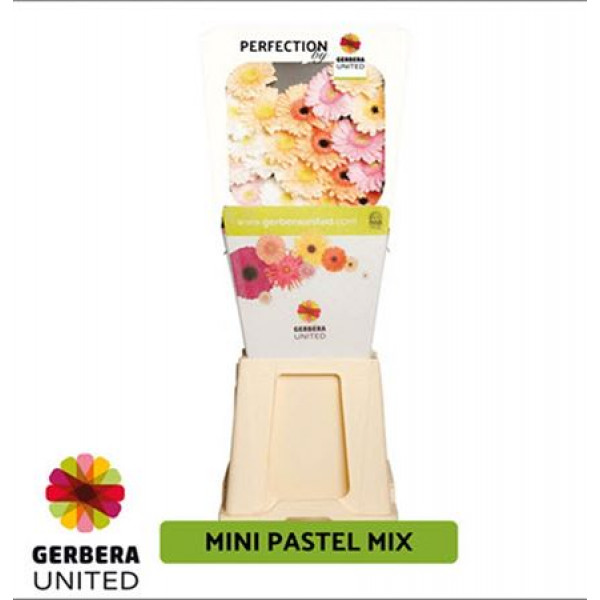 Gerbera Diag. Pastel Mix 50cm A1