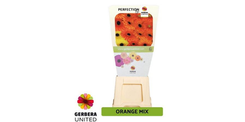 Gerbera Diag. Oranje Mix 50cm A1
