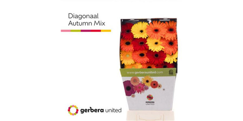 Gerbera Diag. Autumn Mix 50cm A1