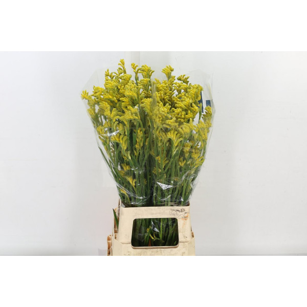 Anigoz Bush Gold 80 cm A1
