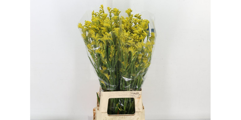 Anigoz Bush Gold 80 cm A1