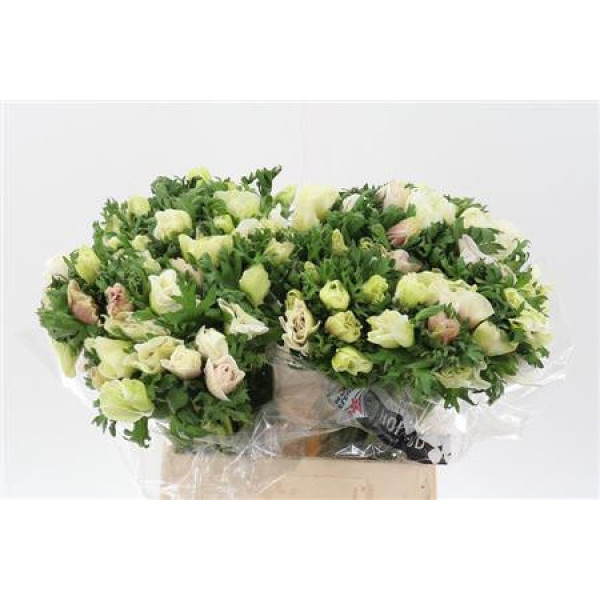 Anemones Galil Wit 40cm A1