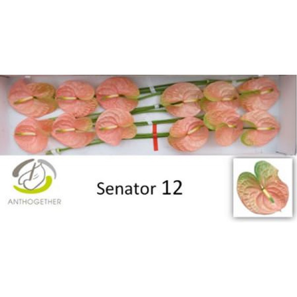 Anthurium Senator X12 12cm 12 Col-Pink