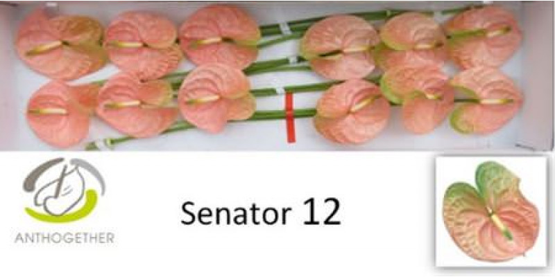 Anthurium Senator X12 12cm 12 Col-Pink