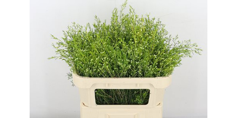 Chame Un Ofir 70cm A1