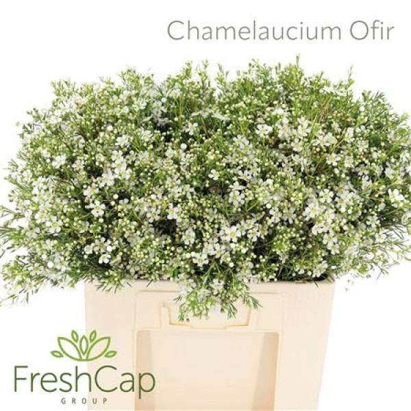 Chamelaucium Ofir 60cm A1