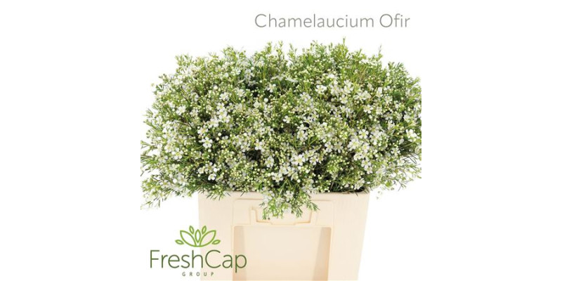 Chamelaucium Ofir 60cm A1