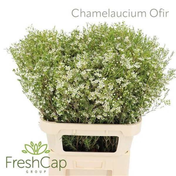 Chamelaucium Ofir 80cm A1